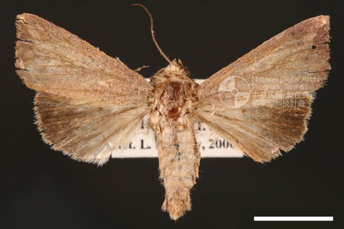 Ʀƪ<em>Mythimna  purpurpatagis</em>]ХG1379^