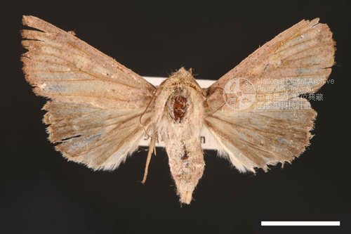 Ʀƪ<em>Mythimna  purpurpatagis</em>]ХG1383^