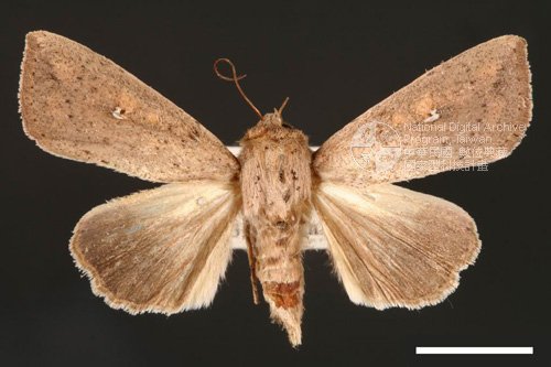 Ʀƪ<em>Mythimna  purpurpatagis</em>]ХG1385^