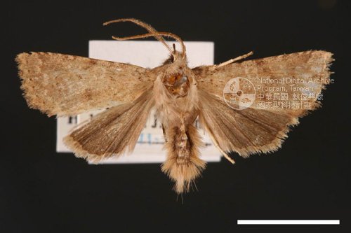 Ʀƪ<em>Hyalobole  taiwanensis</em>]ХG1704^