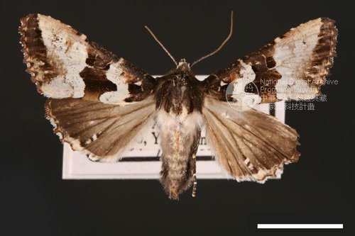 Ʀƪ<em>Phlogophora  albovittata</em>]ХG2036^