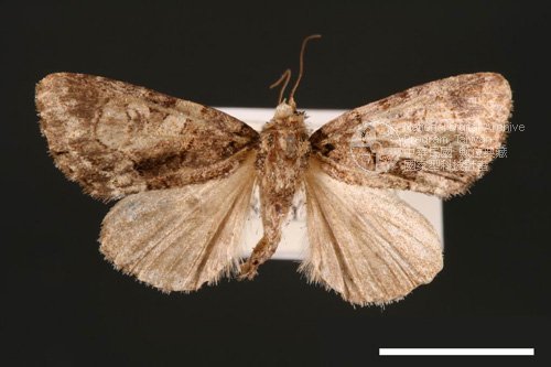 Ʀƪ<em>Chytonix  variegata</em>]ХG2603^