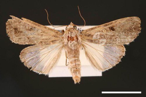 Ʀƪ<em>Spodoptera  mauritia</em>]ХG2744^