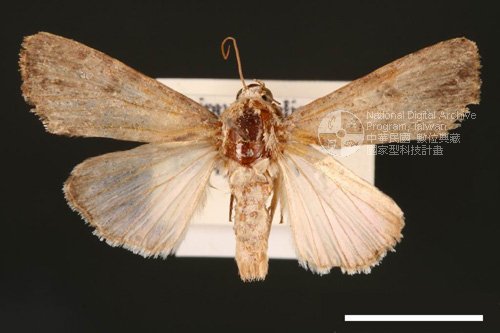 Ʀƪ<em>Spodoptera  mauritia</em>]ХG2746^