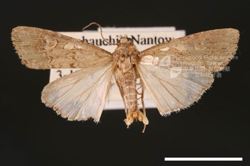 Ʀƪ<em>Spodoptera  exigua</em>]ХG2750^