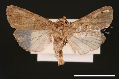 Ʀƪ<em>Spodoptera  exigua</em>]ХG2754^