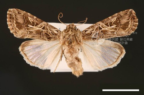 Ʀƪ<em>Spodoptera  litura</em>]ХG2772^