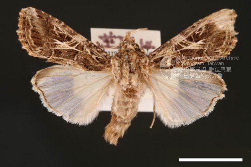 Ʀƪ<em>Spodoptera  litura</em>]ХG2776^