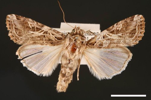 Ʀƪ<em>Spodoptera  litura</em>]ХG2789^