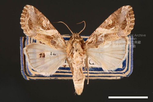 Ʀƪ<em>Spodoptera  litura</em>]ХG2799^