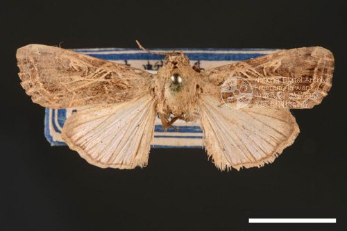 Ʀƪ<em>Spodoptera  litura</em>]ХG2815^