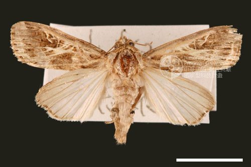 Ʀƪ<em>Spodoptera  litura</em>]ХG2845^