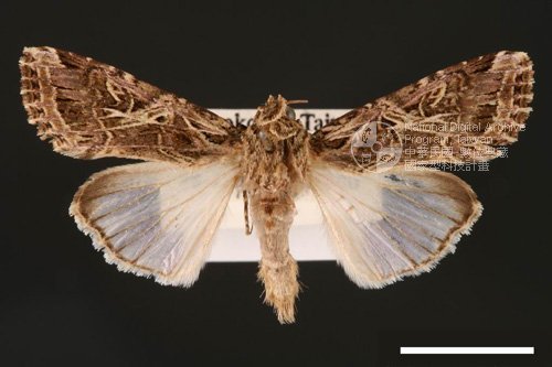 Ʀƪ<em>Spodoptera  litura</em>]ХG2848^