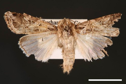 Ʀƪ<em>Spodoptera  litura</em>]ХG2853^