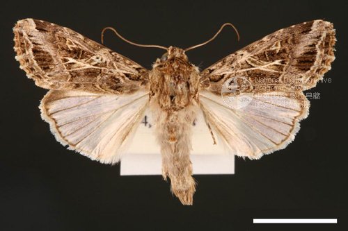 Ʀƪ<em>Spodoptera  litura</em>]ХG2862^