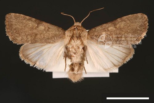 Ʀƪ<em>Spodoptera  pecten</em>]ХG2884^
