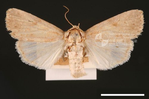 Ʀƪ<em>Spodoptera  pecten</em>]ХG2889^