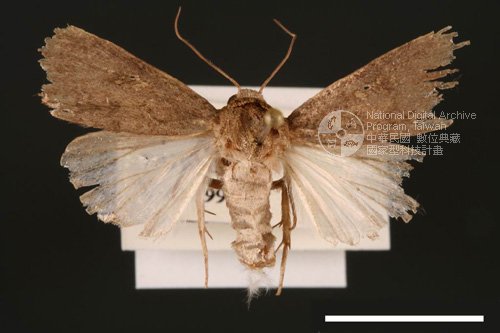 Ʀƪ<em>Spodoptera  pecten</em>]ХG2890^