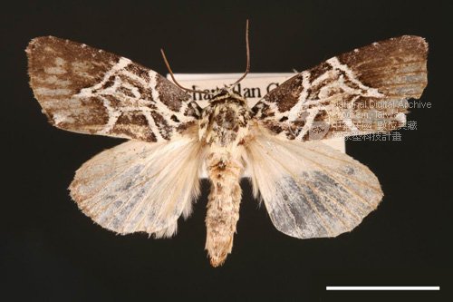 Ʀƪ<em>Lophonycta  neoconfusa</em>]ХG2907^