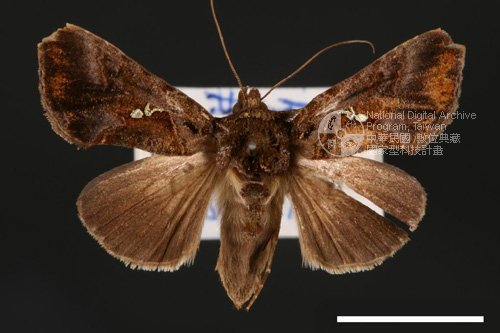 Ʀƪ<em>Chrysodeoxis  minutus</em>]ХG3539^