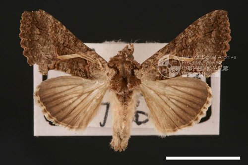 Ʀƪ<em>Ctenoplusia  albostriata</em>]ХG3612^