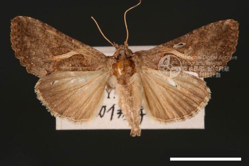 Ʀƪ<em>Ctenoplusia  albostriata</em>]ХG3616^