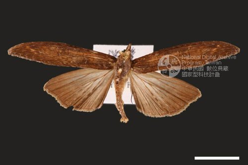 Ʀƪ<em>Lophoptera  longipennis</em>]ХG3868^