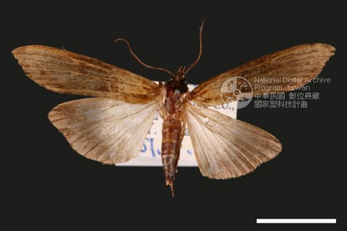 Ʀƪ<em>Lophoptera  longipennis</em>]ХG3872^