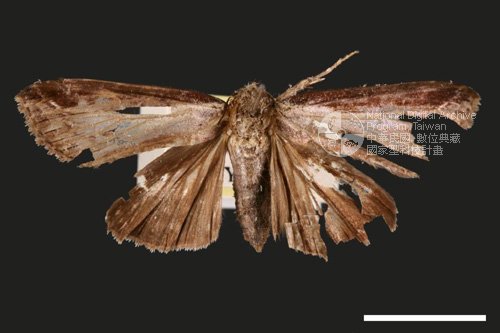 Ʀƪ<em>Lophoptera  squammigera</em>]ХG3881^