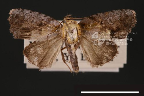 Ʀƪ<em>Negritothripa  sp.</em>]ХG3934^
