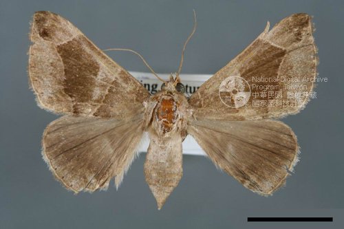 Ʀƪ<em>Dysgonia  joviana</em>]ХG5672^