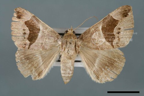 Ʀƪ<em>Dysgonia  joviana</em>]ХG5676^