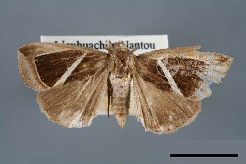 Ʀƪ<em>Chalciope  mygdon</em>]ХG5824^