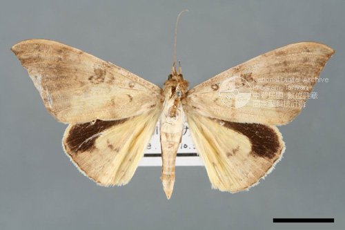 Ʀƪ<em>Oxyodes  scrobiculata</em>]ХG5912^