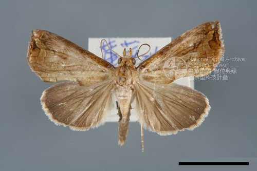 Ʀƪ<em>Plusiodonta  coelonota</em>]ХG6953^