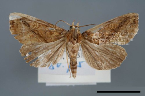Ʀƪ<em>Plusiodonta  coelonota</em>]ХG6957^