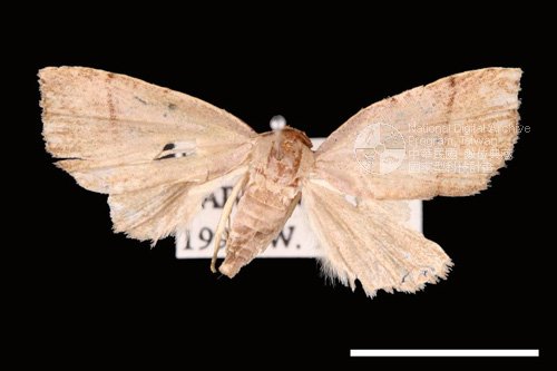 Ʀƪ<em>Plecoptera  siderogramma</em>]ХG8041^