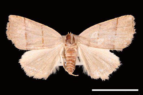 Ʀƪ<em>Plecoptera  siderogramma</em>]ХG8042^