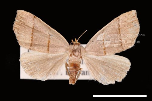 Ʀƪ<em>Plecoptera  siderogramma</em>]ХG8047^