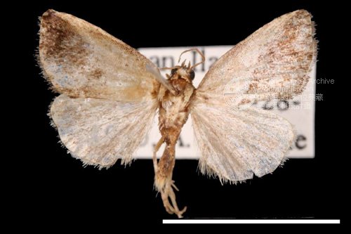 Ʀƪ<em>Maliattha  volodia</em>]ХG9257^