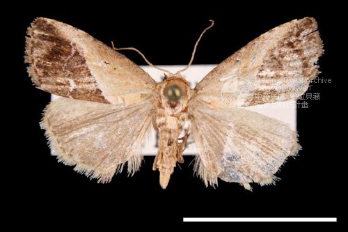 Ʀƪ<em>Maliattha  volodia</em>]ХG9263^