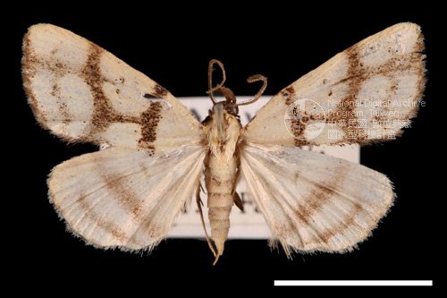 Ʀƪ<em>Zanclognatha  reticulatis</em>]ХG11521^