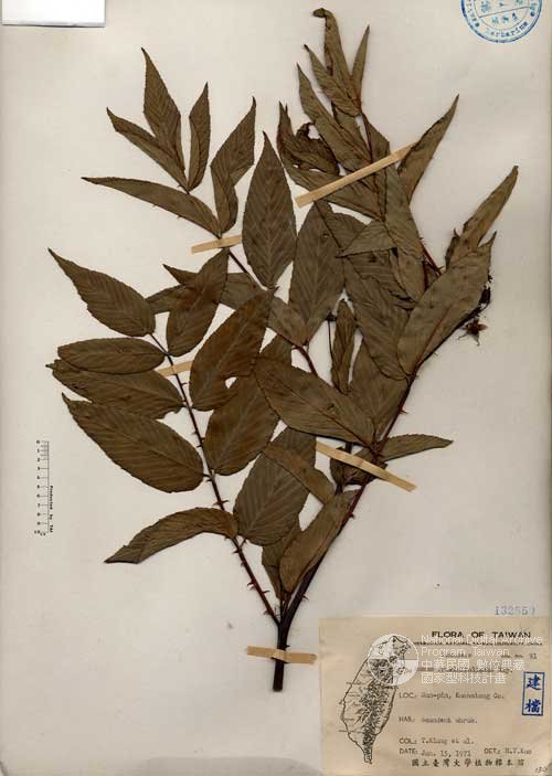 Ʀƪ󤤤W١Gպa_l]Х]]G132550^<br>^W١G<em>Rubus fraxinifoliolus Hayata </em>