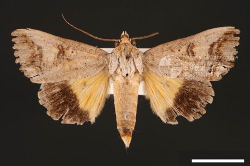 Ʀƪ<em>Hypocala  biarcuata</em>]ХG29363^