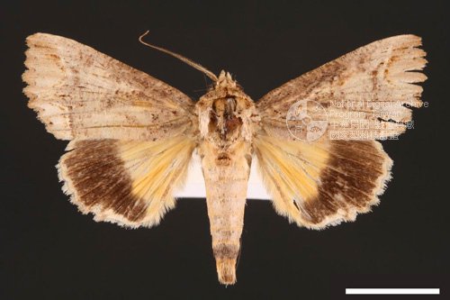 Ʀƪ<em>Hypocala  biarcuata</em>]ХG29428^