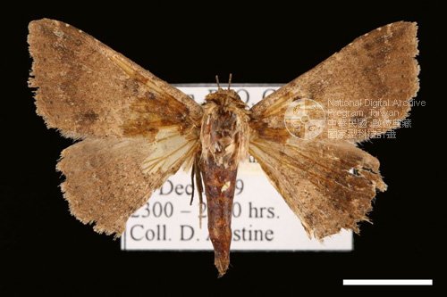 Ʀƪ<em>Ericeia  inangulata</em>]ХG29437^