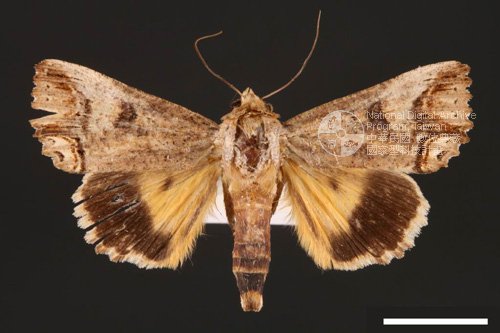 Ʀƪ<em>Hypocala  biarcuata</em>]ХG29463^