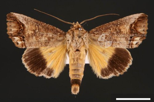 Ʀƪ<em>Hypocala  biarcuata</em>]ХG29913^