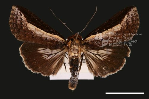Ʀƪ<em>Lophoptera  squammigera</em>]ХG30655^