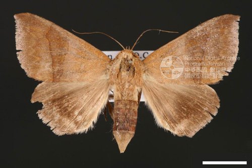 Ʀƪ<em>Dysgonia  amygdalis</em>]ХG30918^